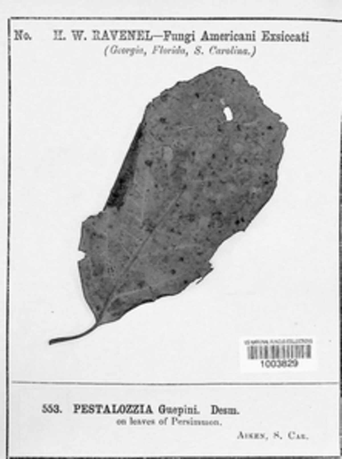 Pestalotiopsis guepinii image
